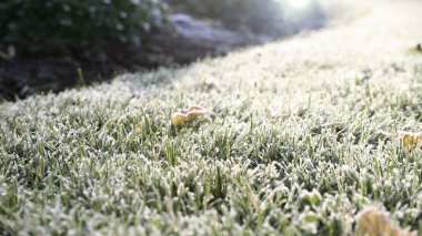 ilk sabah frost