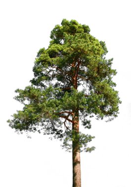 Lone pine tree on white clipart
