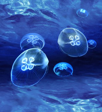 Blue medusas glowing underwater clipart