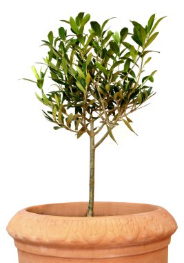 Young olive tree in pot clipart