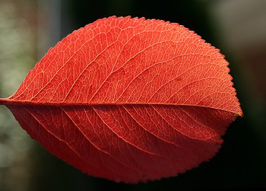 Red autumn leaf macro clipart