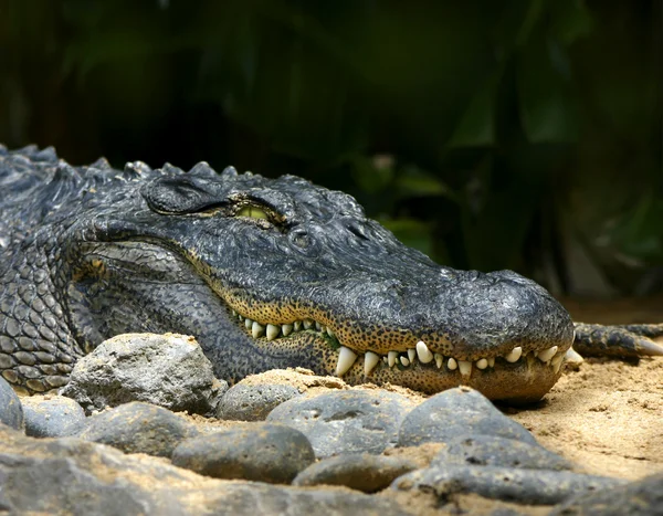 stock image Alligator smile