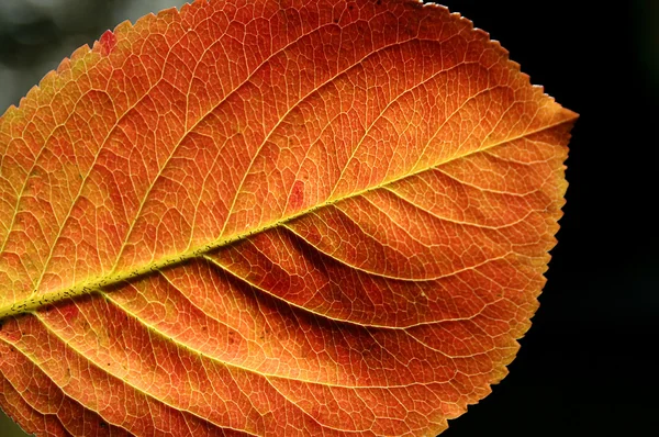 Hoja roja amarilla de otoño — Foto de Stock