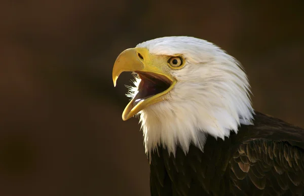 Bald eagle schreeuwen — Stockfoto