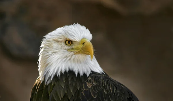 Olhar águia careca — Fotografia de Stock