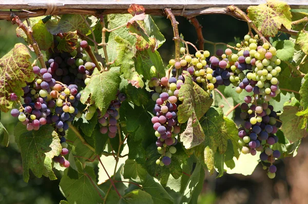 Colorful wine grapes — Stock Photo, Image
