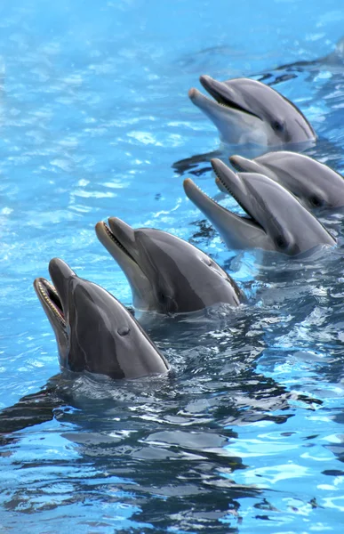 П'ять dolphins — стокове фото
