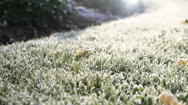 Ilk sabah frost — Stok fotoğraf