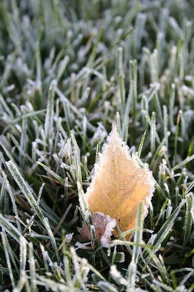Första frostig morgon — Stock fotografie