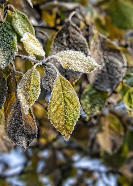 Folhas congeladas — Fotografia de Stock