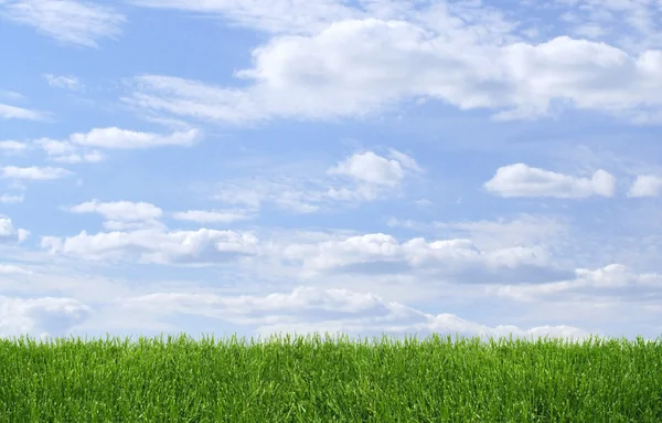 Zielona trawa i błękitne niebo — Zdjęcie stockowe