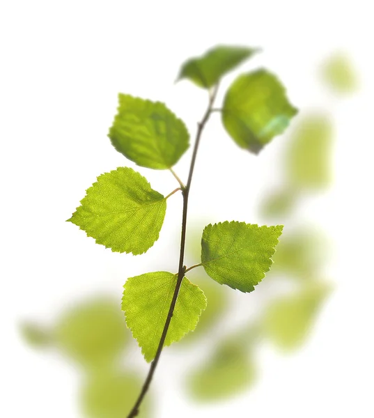 Foglie di betulla verde — Foto Stock