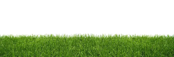 Zielona trawa na biały — Zdjęcie stockowe
