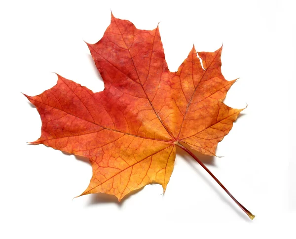 Красный жёлтый кленовый лист — стоковое фото