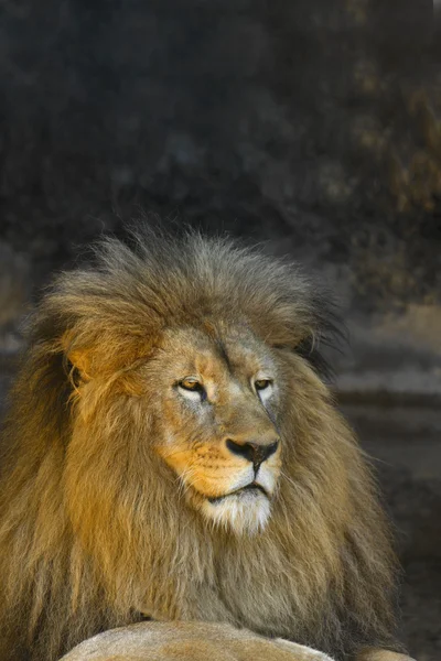 Male lion watching — Stock Photo, Image