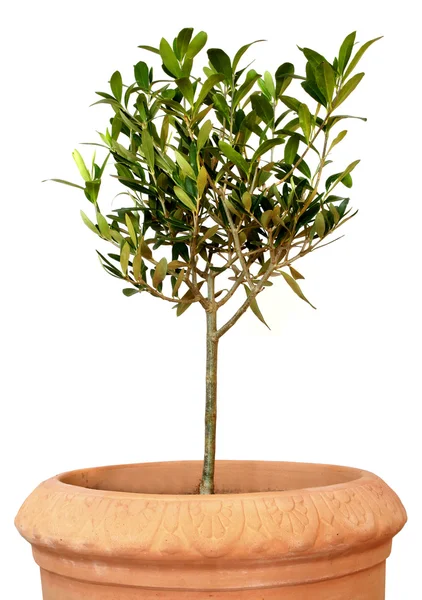 Young olive tree in pot — Stock Photo, Image