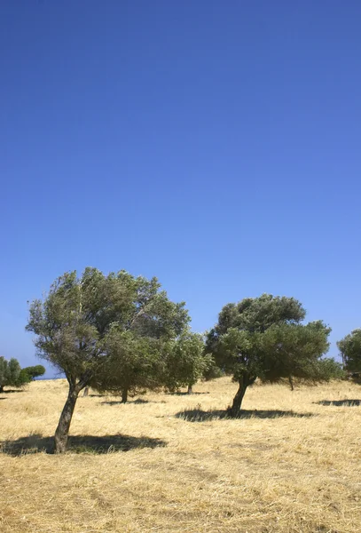 Оливковые деревья на холме — стоковое фото