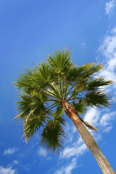 Groene palm blauwe hemel — Stockfoto