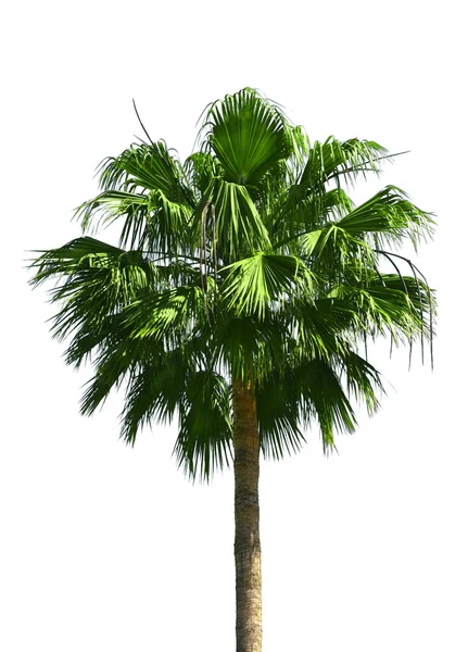 Дерево пальми, ізольовані — стокове фото