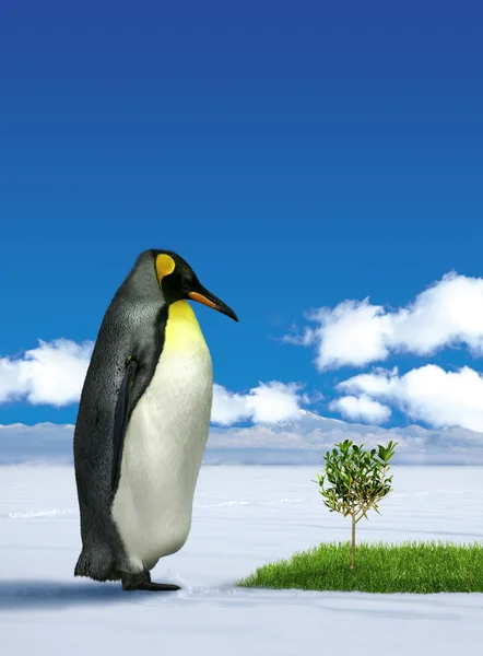 Пингвин интересуется травой — стоковое фото