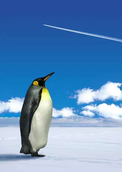 Pinguin wundert sich — Stockfoto