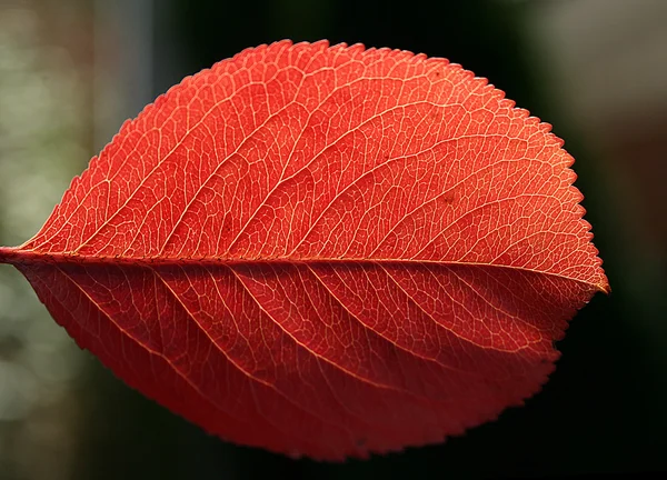 Makro červeného podzimního listu — Stock fotografie