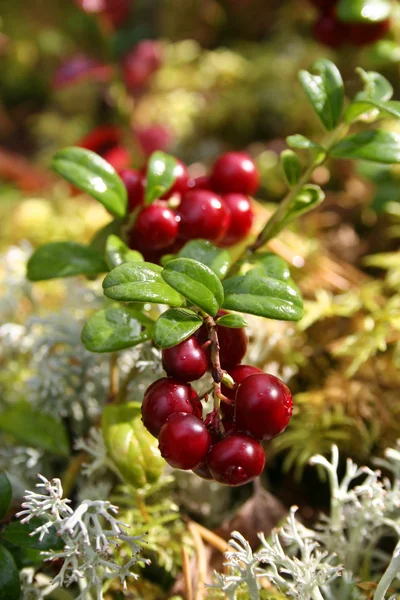 Fresh red cranberries — Stock Photo, Image