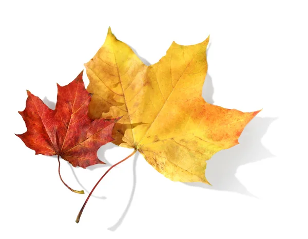 Красный и желтый кленовые листья — стоковое фото