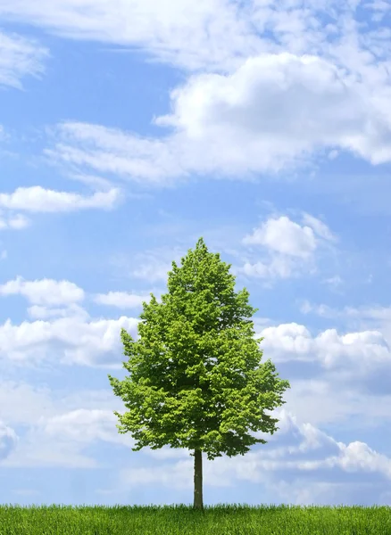 Зелене самотнє дерево на фоні блакитного неба — стокове фото