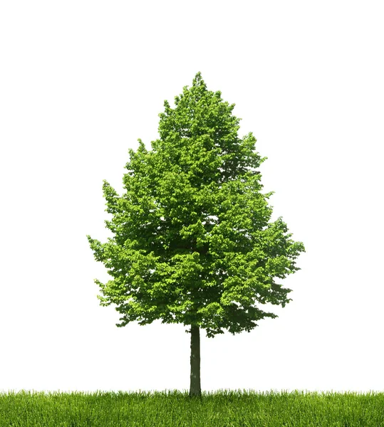 Зеленое одинокое дерево на белом фоне — стоковое фото