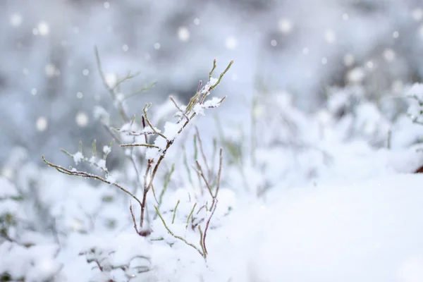 Перше враження сніг — стокове фото
