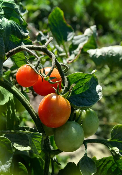 Pomodori biologici freschi — Foto Stock