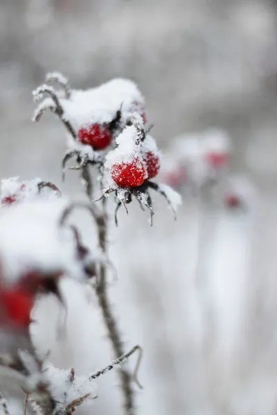 冰冻的玫瑰果背景 — 图库照片