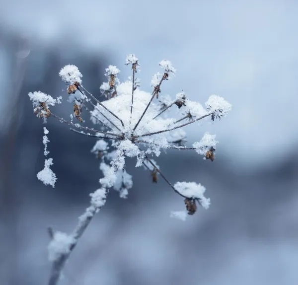 Neve coberto flor congelada — Fotografia de Stock