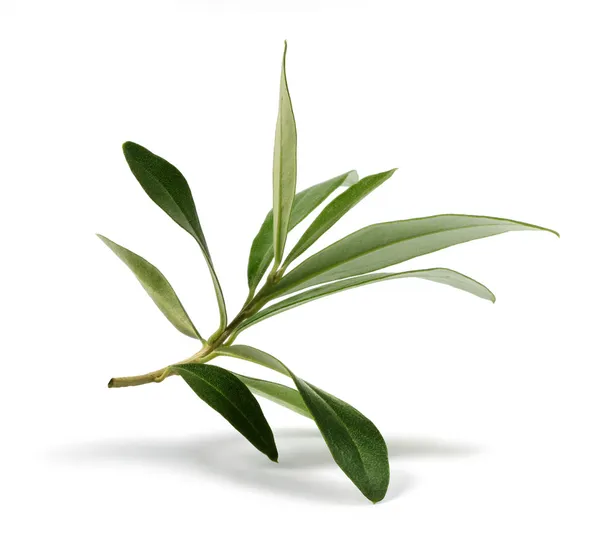 Pozostawia świeży olive branch — Zdjęcie stockowe