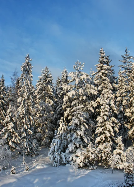 Karlı kış orman ağaçları — Stok fotoğraf