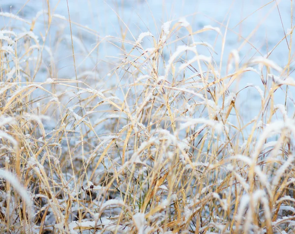 Neve coberto palhetas de feno congelado — Fotografia de Stock