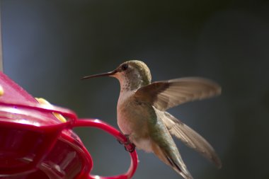 Humingbird on feeder clipart