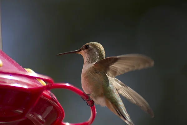 stock image Humingbird on feeder