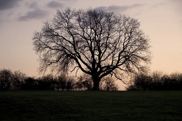 stock image Silhouette of tree