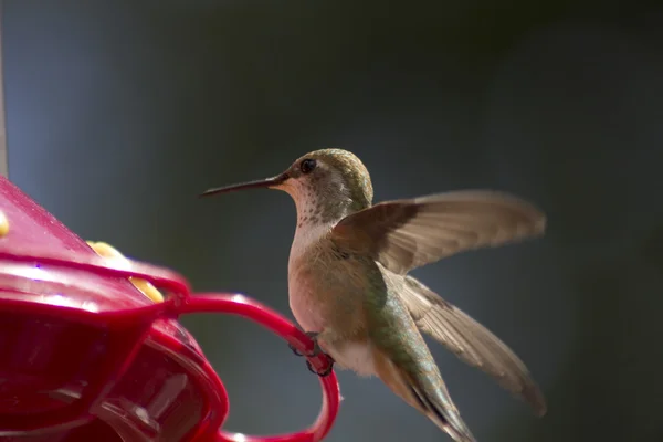 Humingbird op feeder Stockfoto