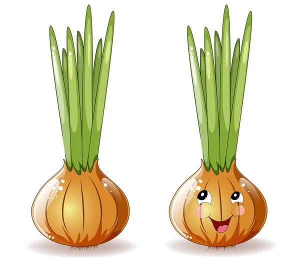 Onions — Stock Vector