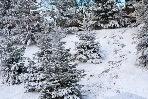 stock image Winter landscape