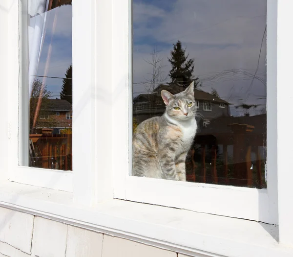 pencerenin oturan kedi.