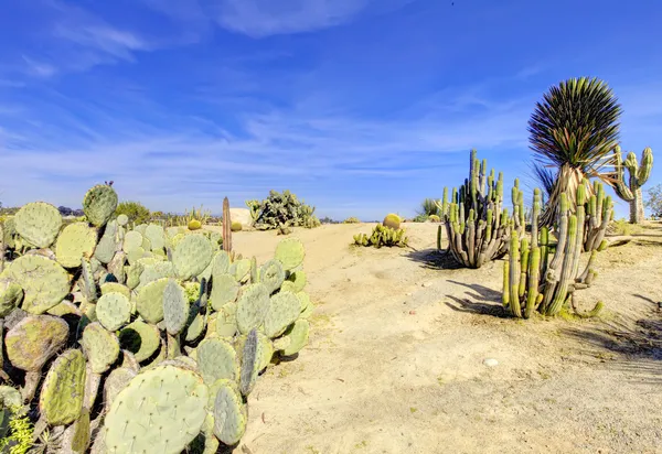 Balboa park in San Diego, cactus garden with desert. — Stock Photo, Image