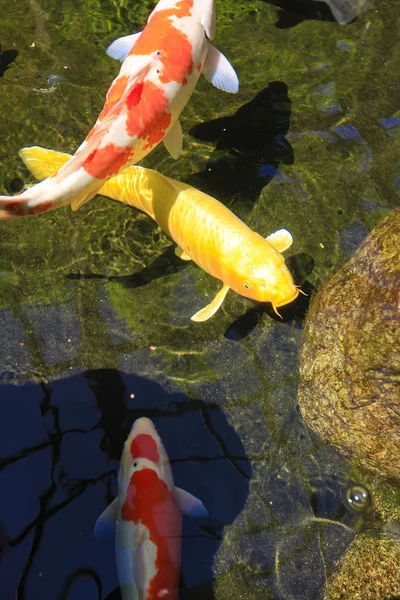 stock image Koi fish asian carp in the pond.