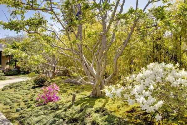 Japanse tuin in san diego vroege voorjaar bloeien. — Stockfoto