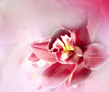 Orchids flowers macro in pink. clipart