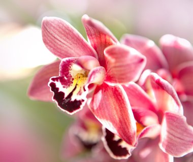 Orchids flowers macro in pink. clipart