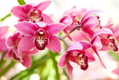 Orkide çiçek makro pembe ve yumuşak arka planda.